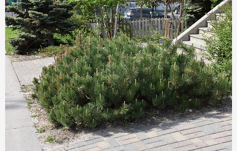 Borovica horská Mugo Pumilio 10-20 cm, kont. p13