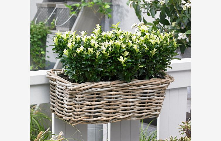 Bršlen japonský Paloma Blanca cca 20 cm, kont. p13