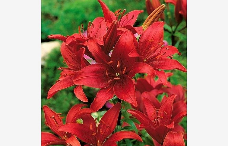 Ľalia Miss Feya - Lilium, kont. p11