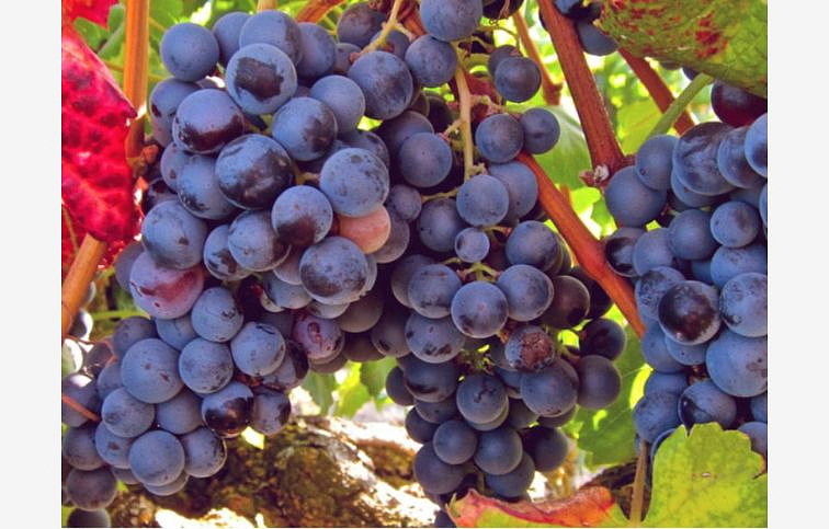 Vinič stolový Fredonia, kont. 2 l