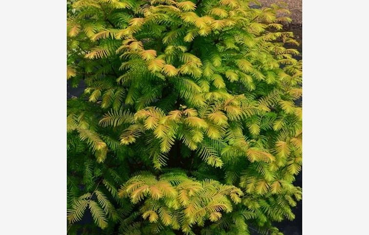 Metasekvoja čínska Amber Glow 150-180cm, kont. 10 l