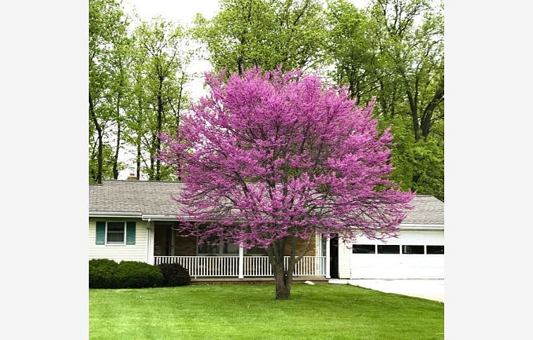 Judášovec kanadský 60-80 cm, kont. 2 l