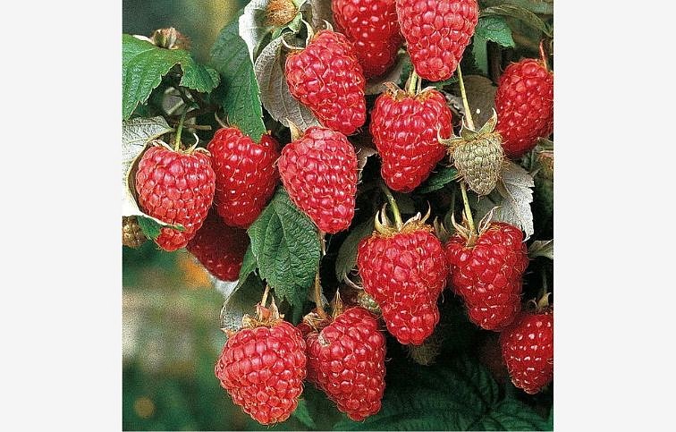 Malina Heritage remontantná 20-40 cm, kont. 1 l