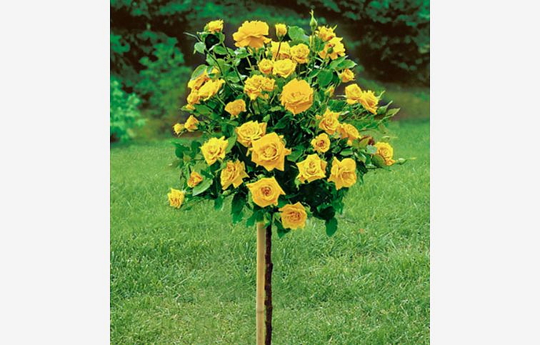 Ruža stromčeková Golden Perfumella na cca 90cm kmienku, výška 120-130cm, kont. 10 l