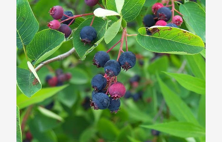 Muchovník lamarckov na 140-150cm kmienku, výška 190-210cm, obvod kmeňa 4-6cm, kont. 15l