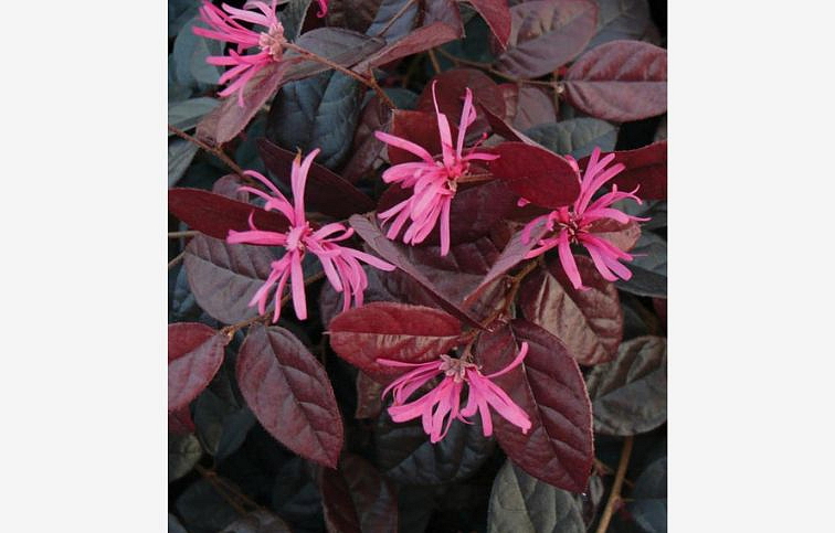 Loropetalum čínsky Fire Dance 10-20cm - Loropetalum chinense kont. 2 l