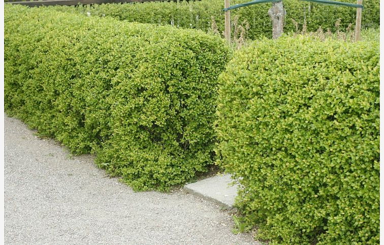 Ríbezľa alpínska Schmidt 40-60cm - Ribes alpinum kont. 2 l