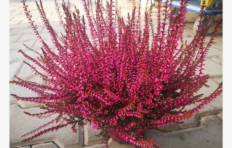 Vres Garden Girls farbený ružový, kont. p11