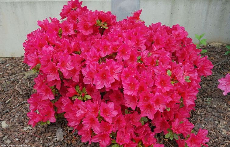 Azalka japonská Little Red 10-20cm - Azalea japonica kont. 2 l