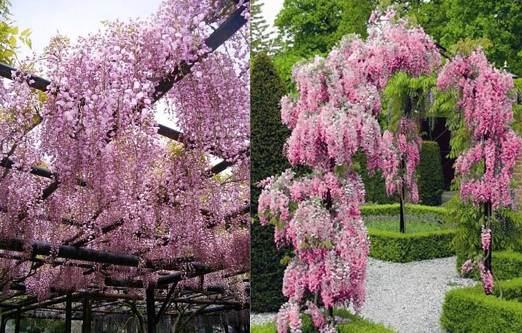 Vistéria kvetnatá Rosea 150-200 cm, kont. 3 l