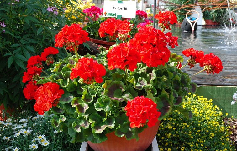 Muškát vzpriamený Dolomites Classic Red - Pelargonia, kont. 0,7 l