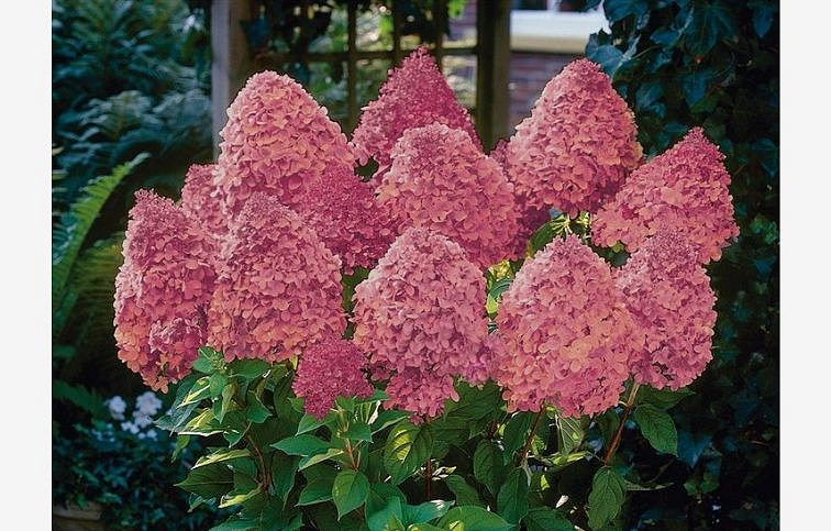 Hortenzia metlinatá Magical Fire 20-30 cm, kont. C2