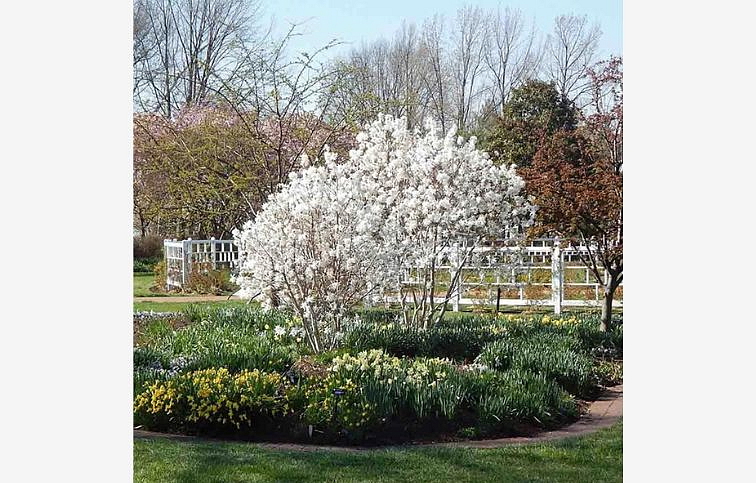 Magnólia stellata Royal Star 100-120cm, kont. 10 l