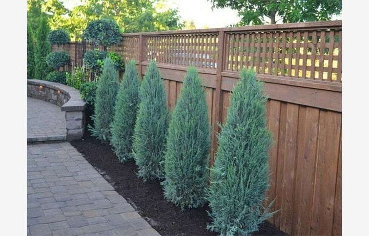 Borievka skalná Blue Arrow 50-80cm, kont. 3 l