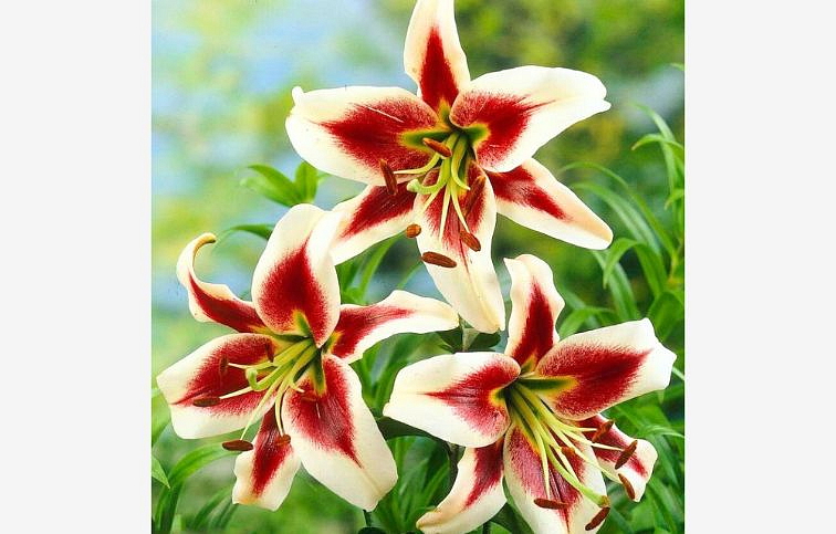 Ľalia Beverly Dreams - Lilium, kont. p11