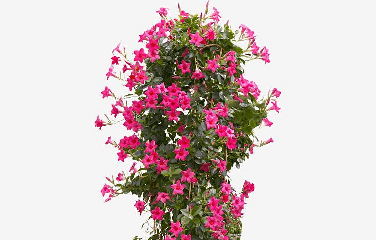 Mandevila Sundaville Classic Pink - Dipladenia, kont. 0,7 l