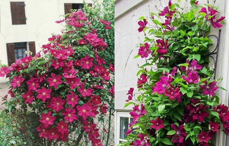 Plamienok veľkokvetý Rouge Cardinal 50-60 cm - Clematis, kont. p14