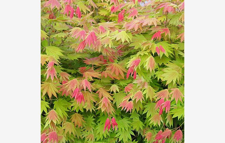 Javor japonský Moonrise 30-50cm, kont. p19