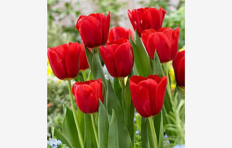 Tulipán Seadov 3 ks v kont. 0,5 l