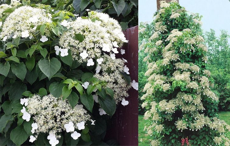 Hortenzia popínavá Petiolaris 30-40cm, kont. p9