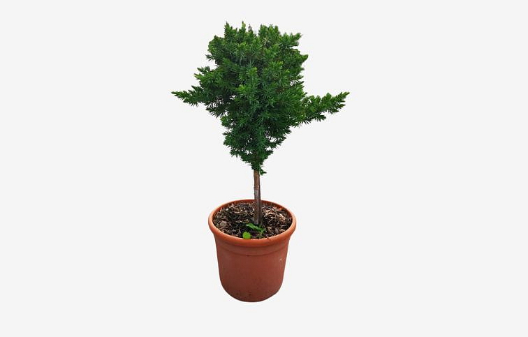 Borievka pobrežná BLUE PACIFIC na kmienku 45-50 cm, kont. 5 l