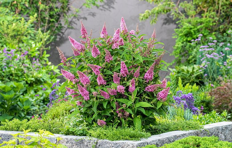 Budleja dávidova Butterfly Candy Little Pink - Buddleja, kont. 1 l