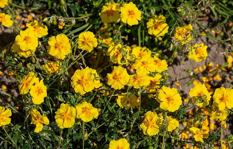 Devätorník peniažtekovitý Golden Queen - Helianthemum, kont. 0,5 l