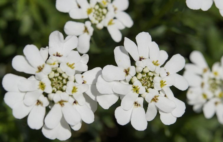 Iberka vždyzelená Candy Ice - Iberis, kont. 0,5 l