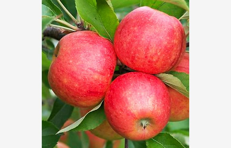 Jabloň Elstar, podpník M26, voľnok.