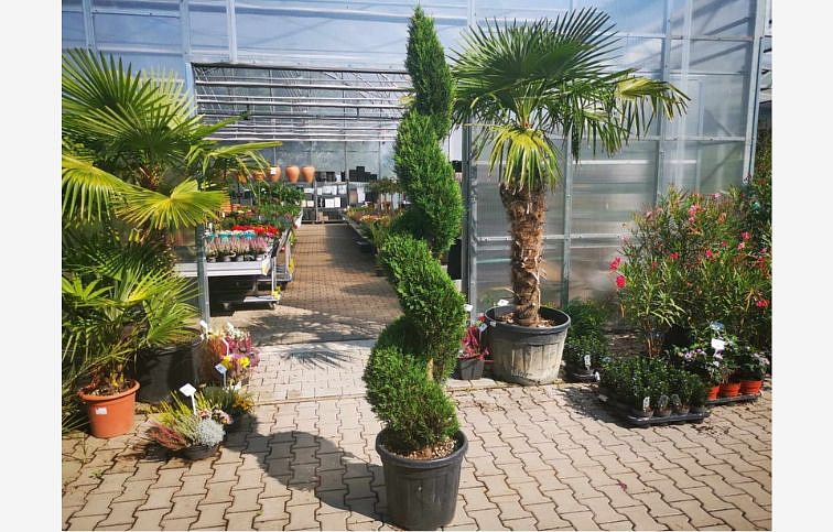 Cyprusovec leylandský Pyramidalis špirála 180-220 cm, kont. 35 l