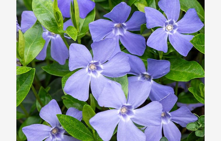 Zimozeleň menšia - Vinca minor, kont. 0,5 l