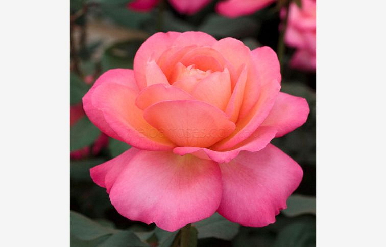 Ruža stromčeková Jazz Festival na cca 90cm kmienku, výška 120-130cm, kont. 10 l