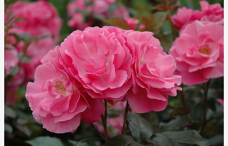 Ruža kríková Easy Elegance Grandmas Blessing - Rosa, kont. 2 l