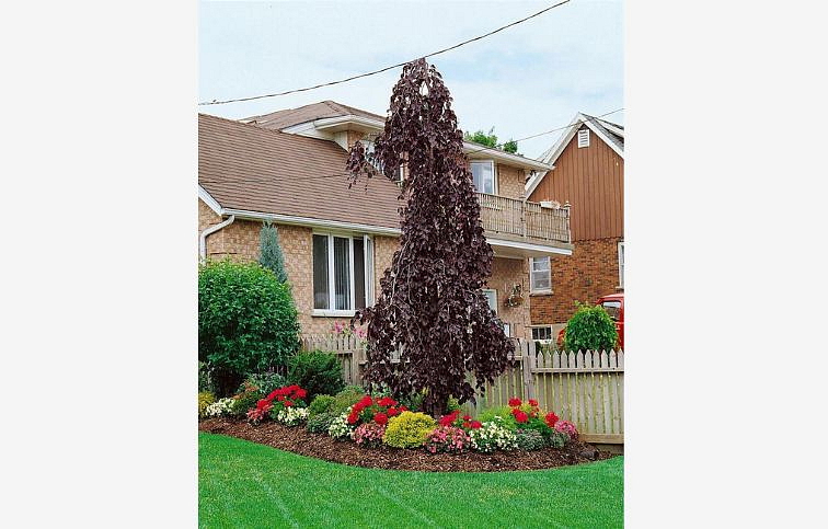 Buk lesný Purple Fountain na kmienku 70-120 cm, kont. C5