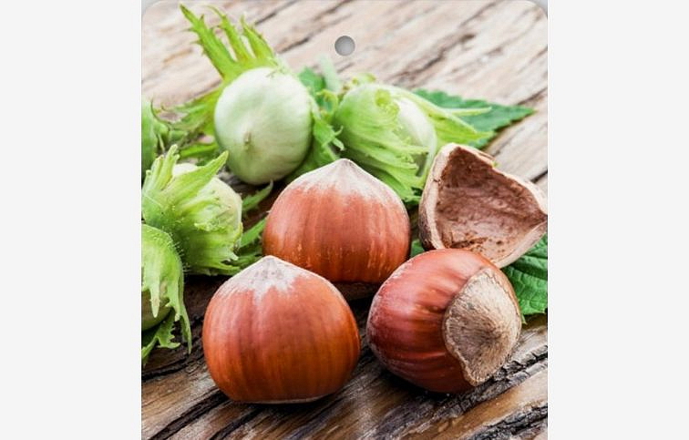 Lieska Hallská obrovská, voľnok.