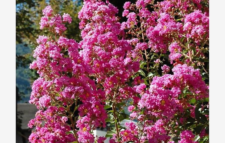 Myrta krepová ružová 70-100 cm, kont. 3 l