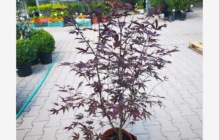 Javor dlaňovitolistý FIRE GLOW 80-100 cm, kont. 5 l