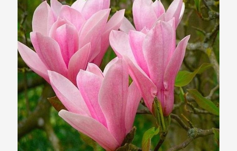 Magnólia Heaven Scent 20-40cm - Magnolia kont. 3 l