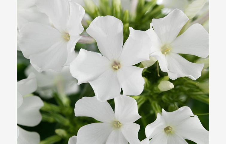 Flox metlinatý Early White - Phlox paniculata, kont. 1 l