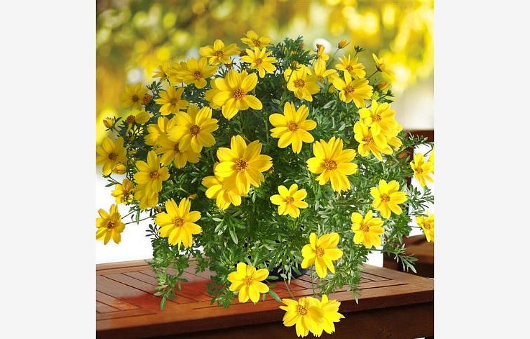 Dvojzub Rock Star - Bidens, kont. 0,5 l