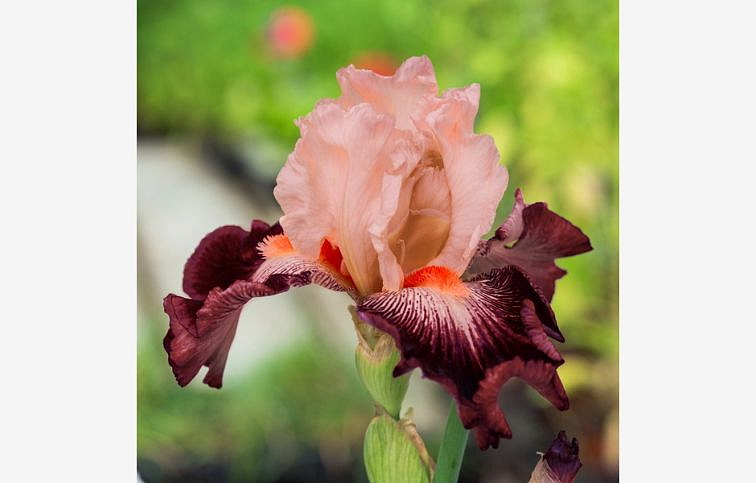 Kosatec nemecký Cimarron Strips - Iris germanica, kont. p11