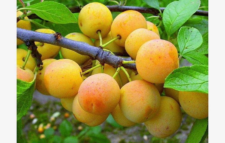 Mirabelka Nancyská, podpník Alycza, voľnok.