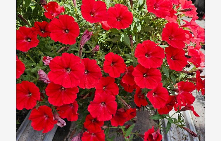 Petúnia Supertunia Vista Strawberry, kont. 0,5 l