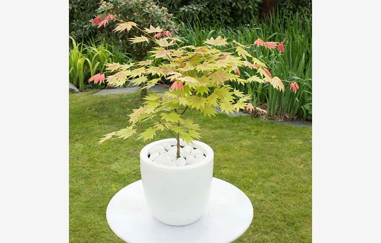 Javor japonský Moonrise 30-50cm, kont. p19