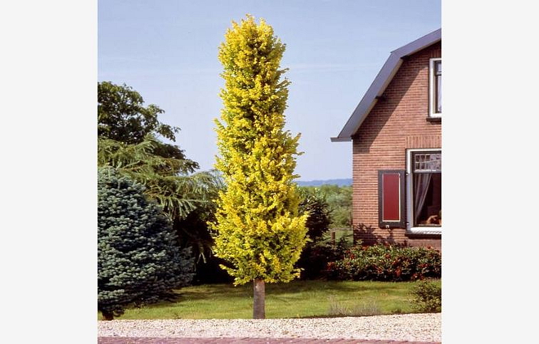 Brest holandský Wredei 60-90 cm, kont. C3