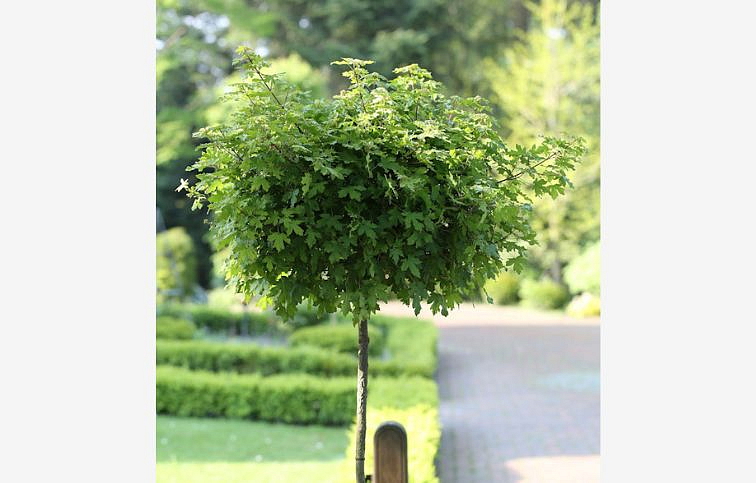 Javor poľný Hannys Globe na 80-90cm kmeni, výška 140-160cm, obvod kmeňa 10-12cm, kont. 25