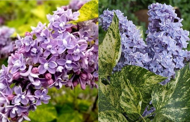 Orgován obyčajný Aucubaefolia 50-80 cm, kont. 3-4 l