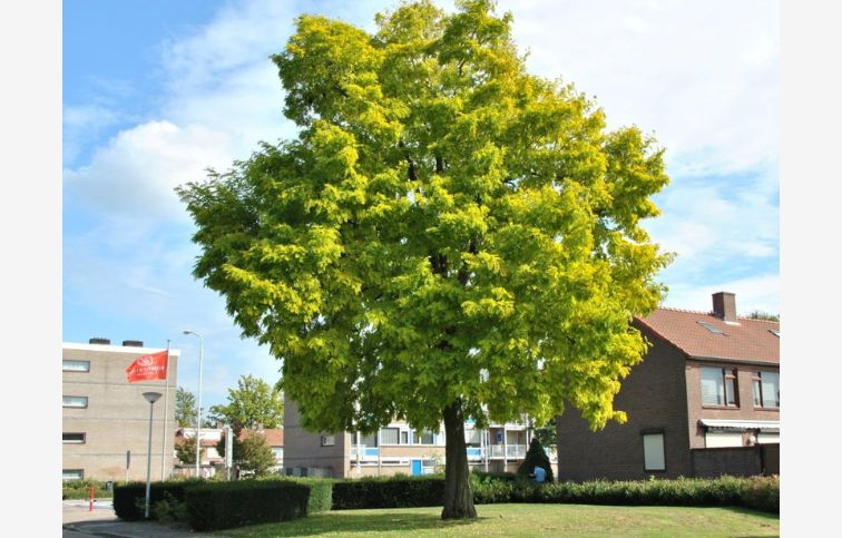 Agát biely Frisia na 140-150cm kmienku, výška 160-180cm, kont. C10