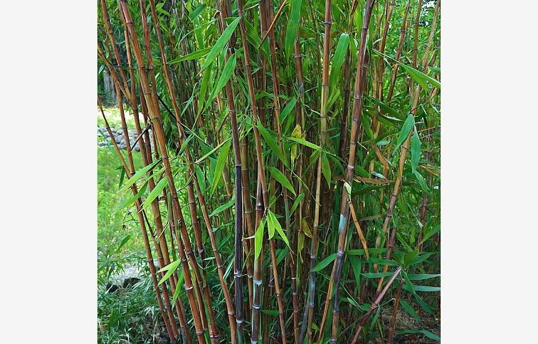 Fargesia Gansu neinvazívny 20-30cm, kont. p10