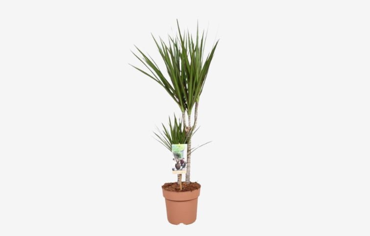 Dracéna Marginata dvojkmeň 50-60 cm, kont. p17